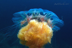 just beautifull
/ Lion's Mane Jellyfish 
 by Boris Pamikov 